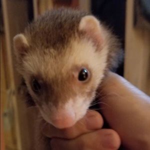 Meet your Posher, Anderson